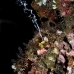 oyster_thorny_hr_si_v_0039_kom0544.jpg